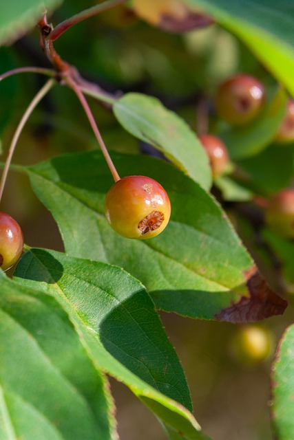 球和助攻联 球和助攻联