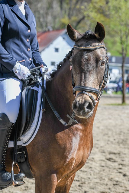 夺冠的热门 夺冠的热门